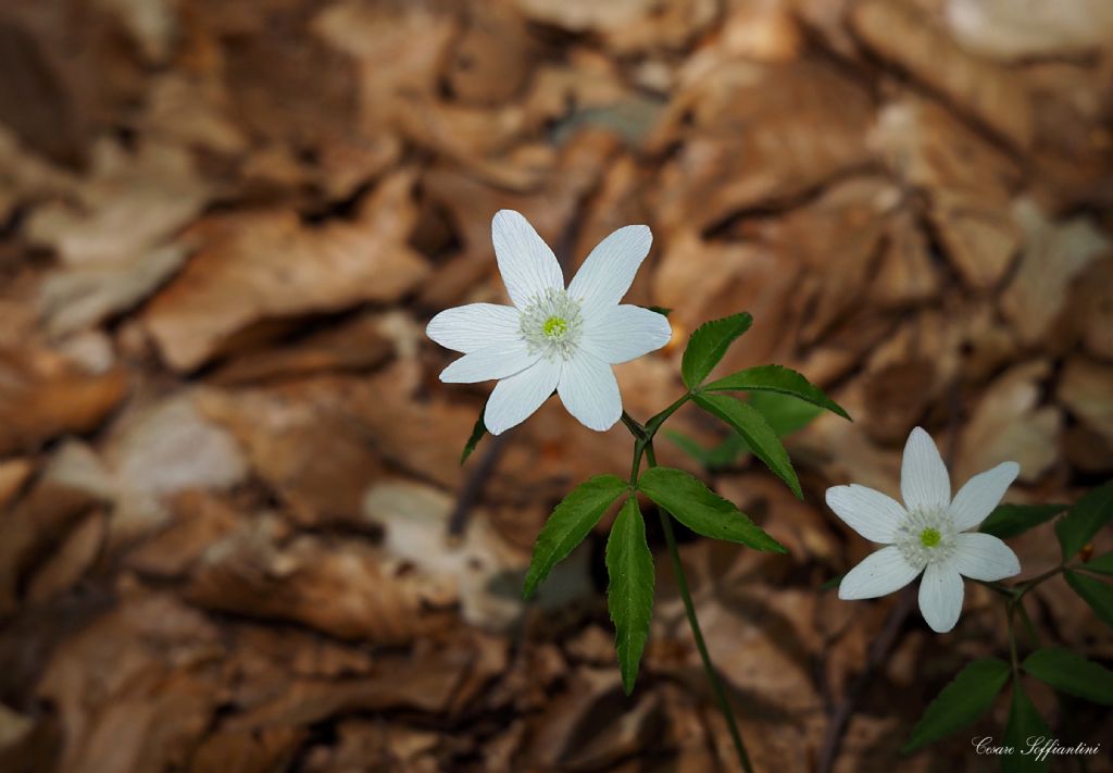Anemonoides trifolia (L.) Holub (Ranunculaceae)